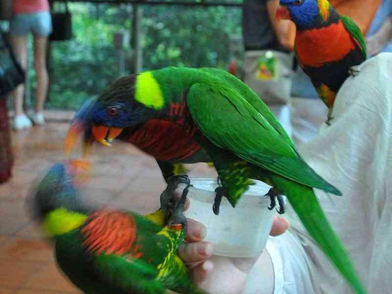 Лорикеты в Bird Park, Сингапур: зелёные, синие и оранжевые на ладони посетителя