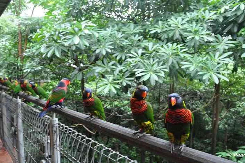 Bird-park