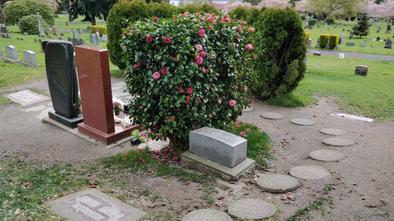 Могила Брюса Ли в Сиэтле: розовые камелии у гранитных надгробий